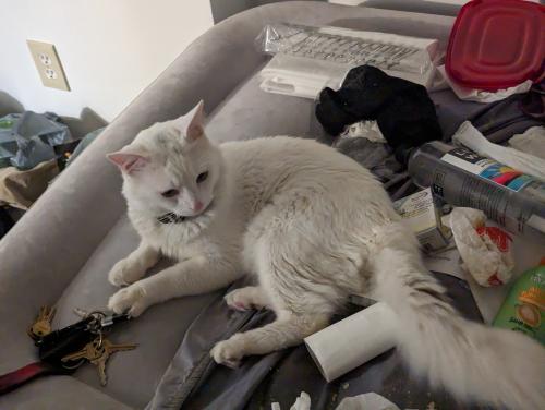 Lost Male Cat last seen Behind Randy Street and Silverwood WArrow Mountain Ave , Upland, CA 91786