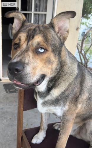 Lost Male Dog last seen Whitlock Ave and Court st. Near 3rd Street and Tippecone, San Bernardino, CA 92410