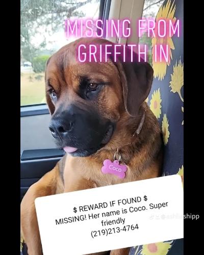Lost Female Dog last seen Main and Johnson Rd, Griffith, IN 46319