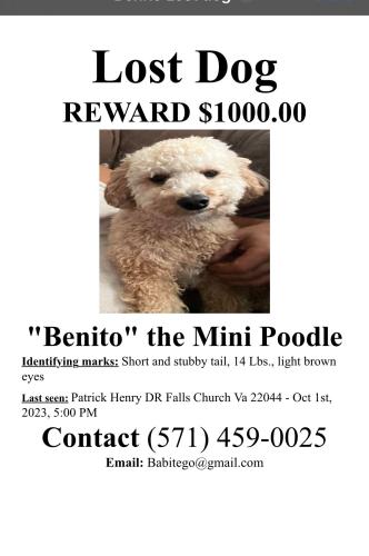 Lost Male Dog last seen Patrick Henry Seven Corner, Seven Corners, VA 22044