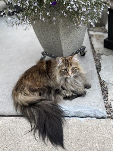 Lost Female Cat last seen North of Target on Addison-Irving Park neighborhood , Chicago, IL 60618