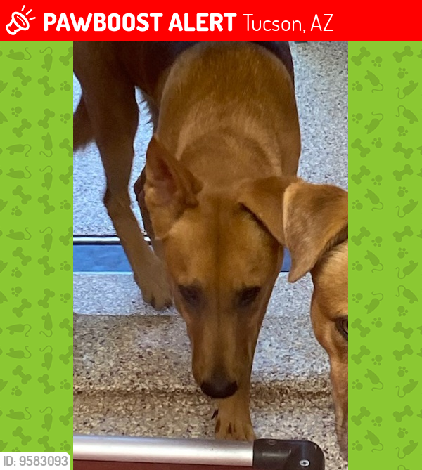 Lost Male Dog last seen Twin peaks and Coachline, Tucson, AZ 85743