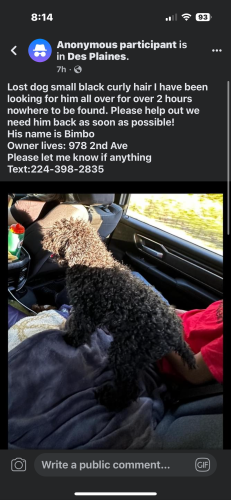 Lost Male Dog last seen Near south 2nd Ave , Des Plaines, IL 60016