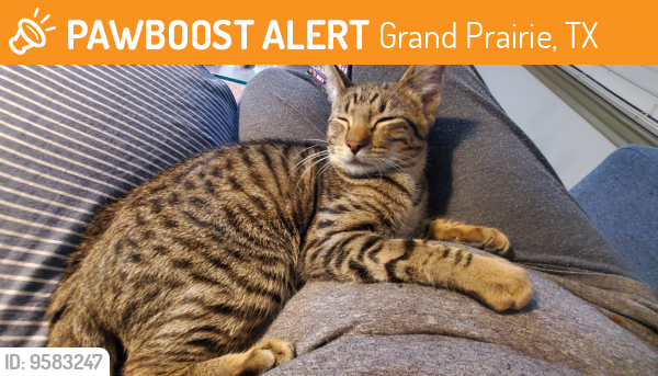 Found/Stray Unknown Cat last seen Riverside and Post and Paddock, Grand Prairie, TX 75050