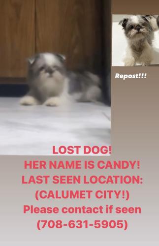 Lost Female Dog last seen Near mason calumet city IL 60409, Calumet City, IL 60409