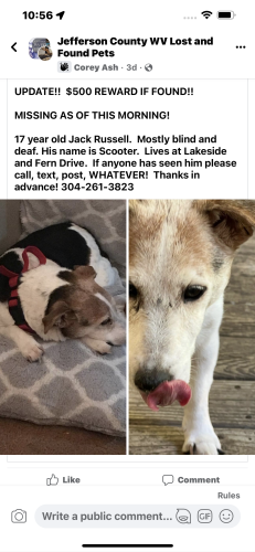 Lost Male Dog last seen Fern Drive & Lakeside Drive SHANNONDALE , Harpers Ferry, WV 25425