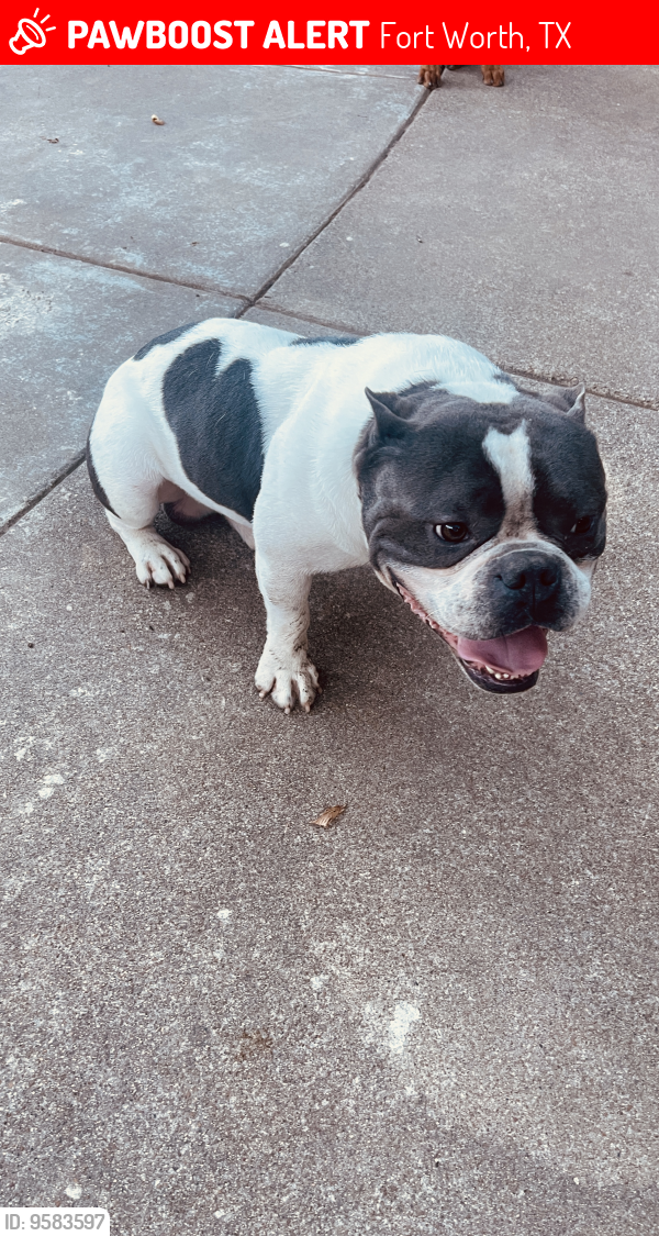 Lost Male Dog last seen My back yard, hopely  just got out not stolen, Fort Worth, TX 76112