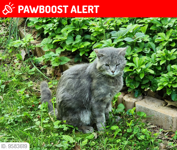 Lost Male Cat last seen Slade Run Dr and Hickory Hill Road, West Falls Church, VA 22042