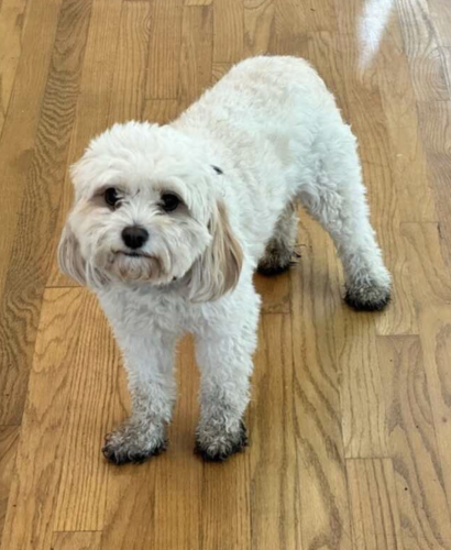 Lost Male Dog last seen Wedgebrook/Glenview Road, Glenview, Il , Glenview, IL 60025