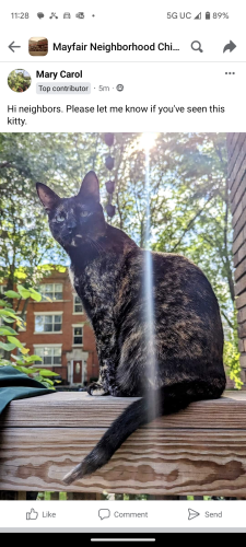 Lost Female Cat last seen Wilson and Kenneth , Chicago, IL 60630