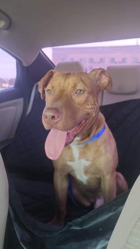 Found/Stray Male Dog last seen 21st and 23rd Ave, Grand Prairie, TX 75051