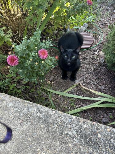 Found/Stray Female Cat last seen St barnabas rd oxon hill md, Oxon Hill, MD 20745
