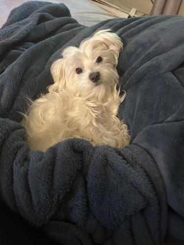 Lost Female Dog last seen Near N 12 street , S 14th St and S 13th St also Route 64 street, St. Charles, IL 60174