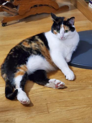Lost Female Cat last seen SW Main Ave and SW 7th Street , Beaverton, OR 97005