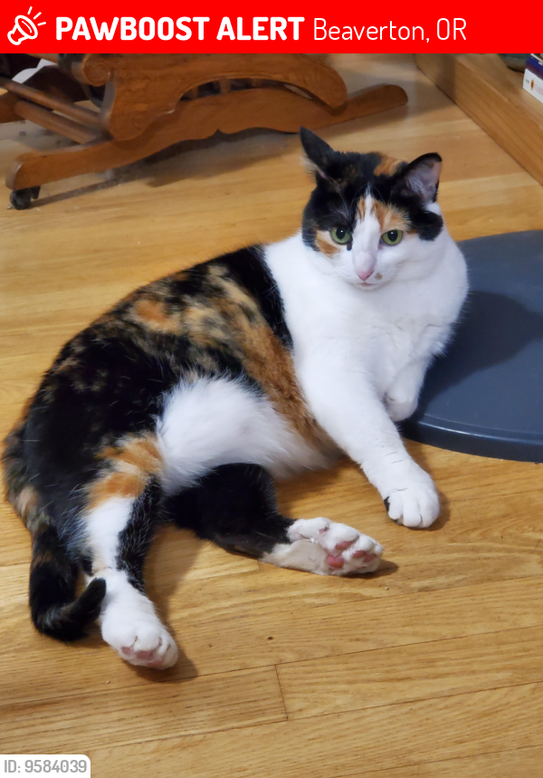 Lost Female Cat last seen SW Main Ave and SW 7th Street , Beaverton, OR 97005