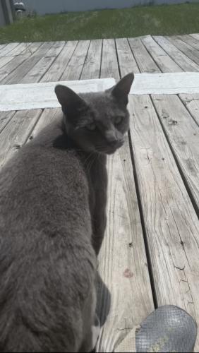 Lost Male Cat last seen Near will cook rd orland park, Orland Park, IL 60467