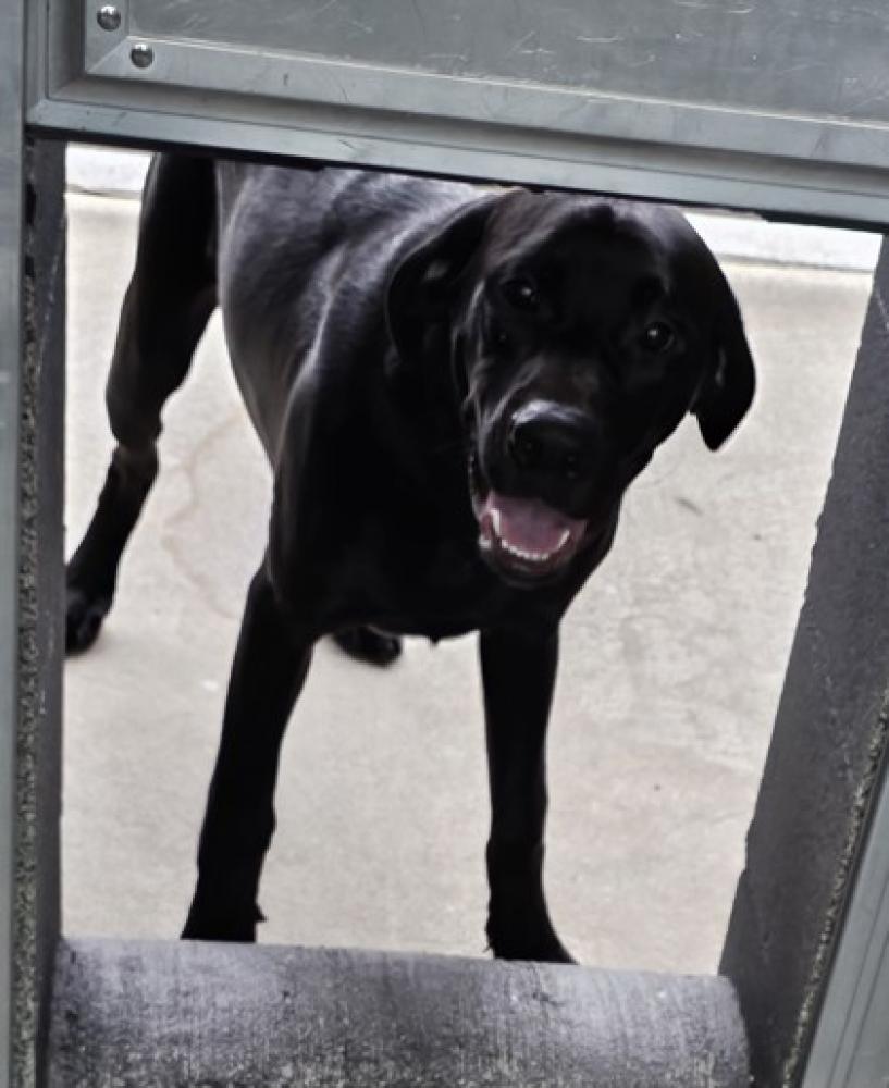 Shelter Stray Male Dog last seen Ravalli County, MT , Hamilton, MT 59840