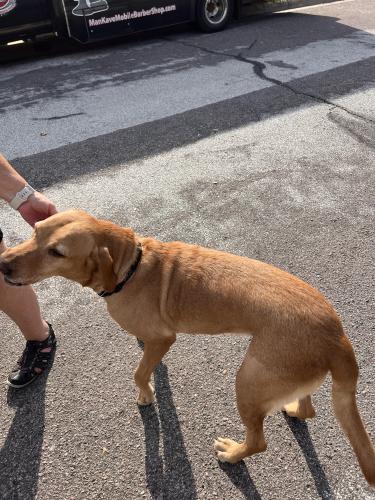 Found/Stray Female Dog last seen Cooper , Arlington, TX 76001