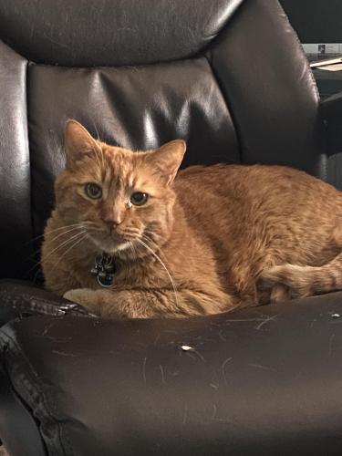 Lost Male Cat last seen Roland Heights Rd off Hwy 300, near Pinnacle Mountain State Park, Roland, AR 72135