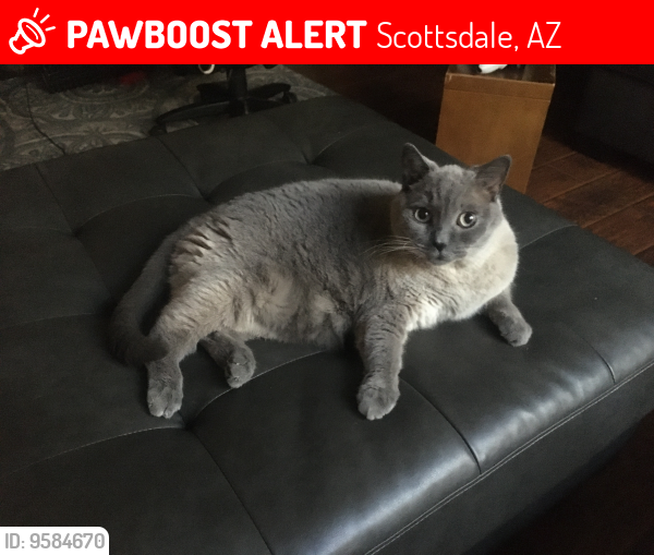 Lost Male Cat last seen Rosevelt and 85th, Scottsdale, AZ 85257