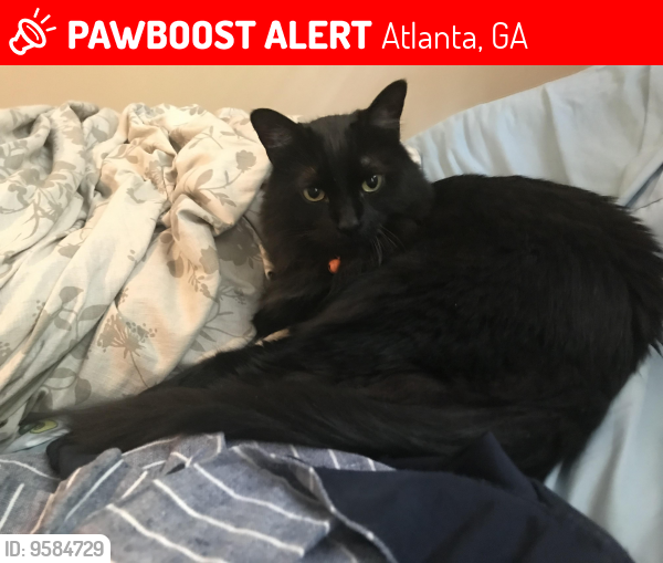 Lost Female Cat last seen East Atlanta, near Ora Ave and Van Vleck Ave, Atlanta, GA 30316
