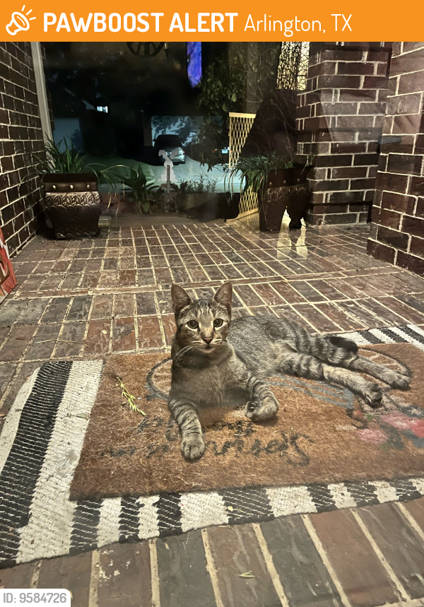 Found/Stray Male Cat last seen road to six flags and collins  76012 zip code, Arlington, TX 76012