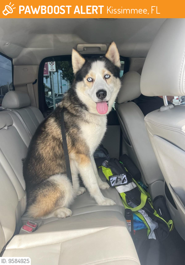 Found/Stray Male Dog last seen It was found on W. Fletcher by Gonzalez and Son mechanics Shop, Kissimmee, FL 34741