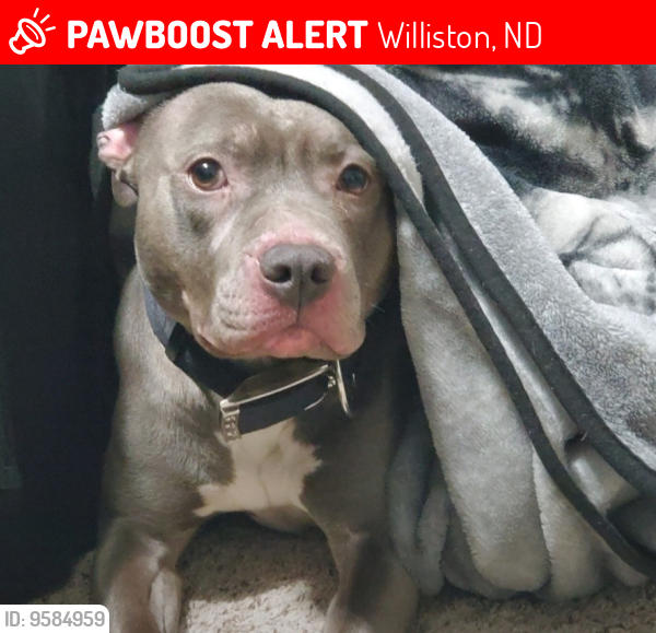 Lost Female Dog last seen Taken from , not too far from the fairgrounds., Williston, ND 58801