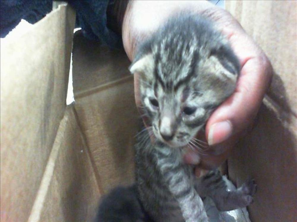 Shelter Stray Female Cat last seen PINEVILLE, Charlotte, NC 28217
