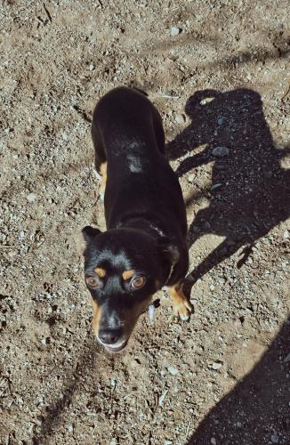 Lost Female Dog last seen Near golden view dr sw, Albuquerque, NM 87121