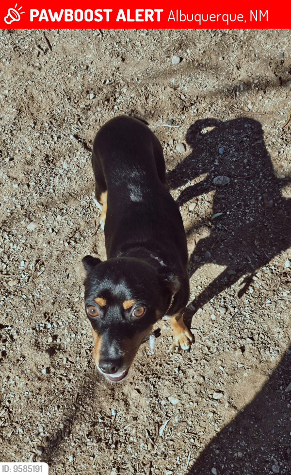 Lost Female Dog last seen Near golden view dr sw, Albuquerque, NM 87121