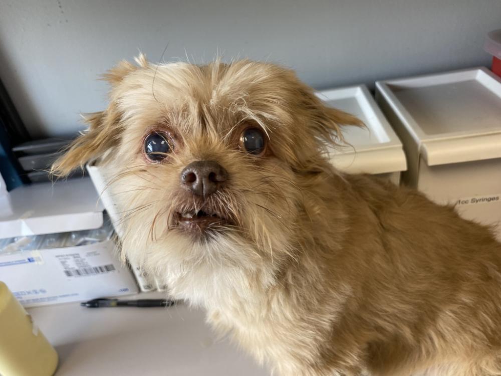 Shelter Stray Male Dog last seen Near N 200 W, SALT LAKE CITY, UT, 84103, Salt Lake City, UT 84123