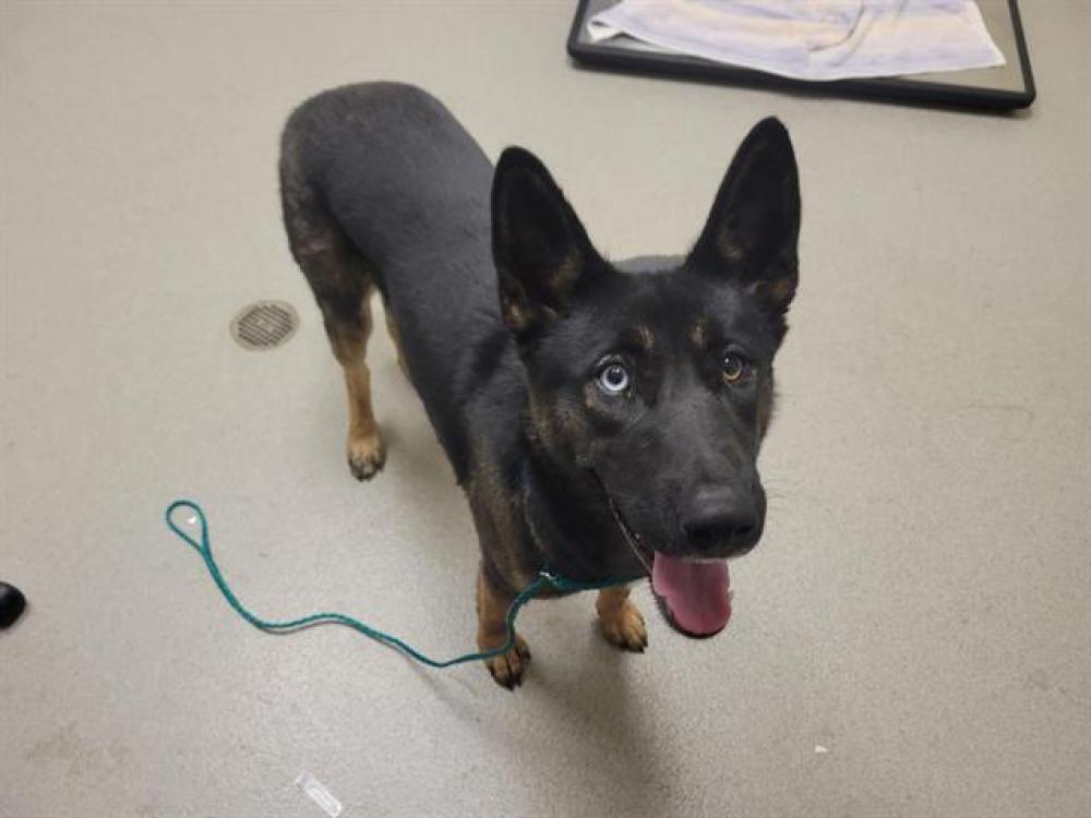 Shelter Stray Female Dog last seen HANNAH LAN AT CANYON WAY, Auburn, CA 95603