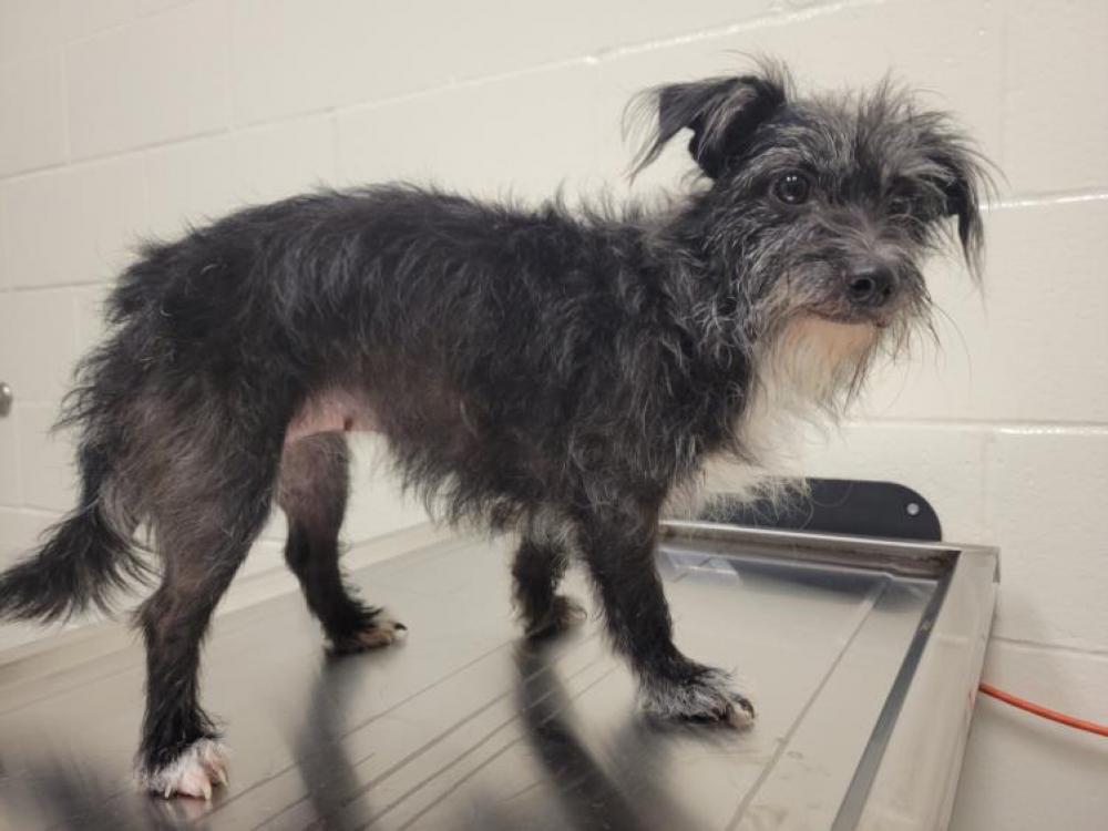 Shelter Stray Female Dog last seen TODD VALLEY RD, Auburn, CA 95603