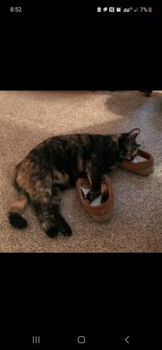 Lost Female Cat last seen Pleasant valley Sprague area, Parma, OH 44129