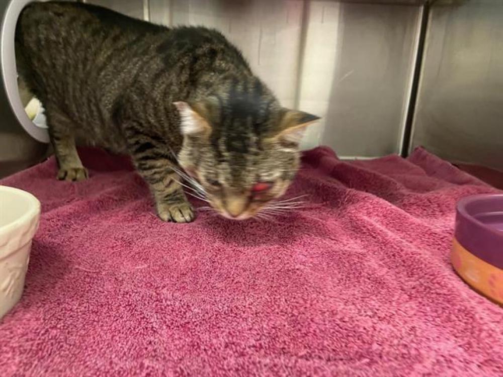 Shelter Stray Male Cat last seen ORCHARD CIRCLE, Auburn, CA 95603