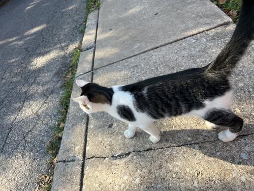 Found/Stray Male Cat last seen behind the hses on powell st norristown , Norristown, PA 19401
