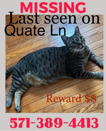 Lost Male Cat last seen Keytone Rd/Quate Ln/Dale Blvd, Woodbridge, VA 22193