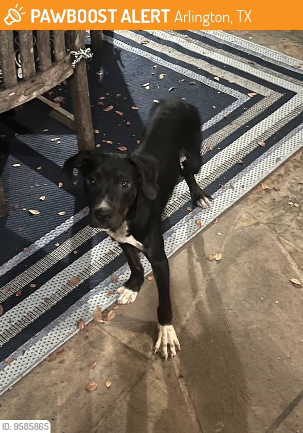 Found/Stray Male Dog last seen Across the street from Elsie Odom in the Winding Hollow Neighborhood , Arlington, TX 76006