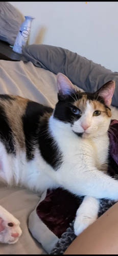 Lost Female Cat last seen George st and York Road, Bensenville, IL 60106