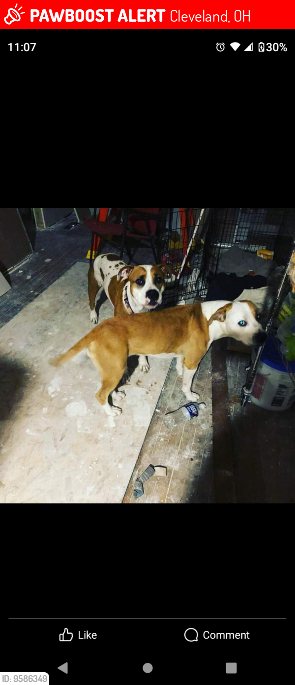 Lost Female Dog last seen West 130th, Cleveland, OH 44135