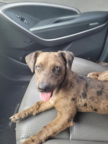 Found/Stray Female Dog last seen Stovall Park, Arlington, TX 76017