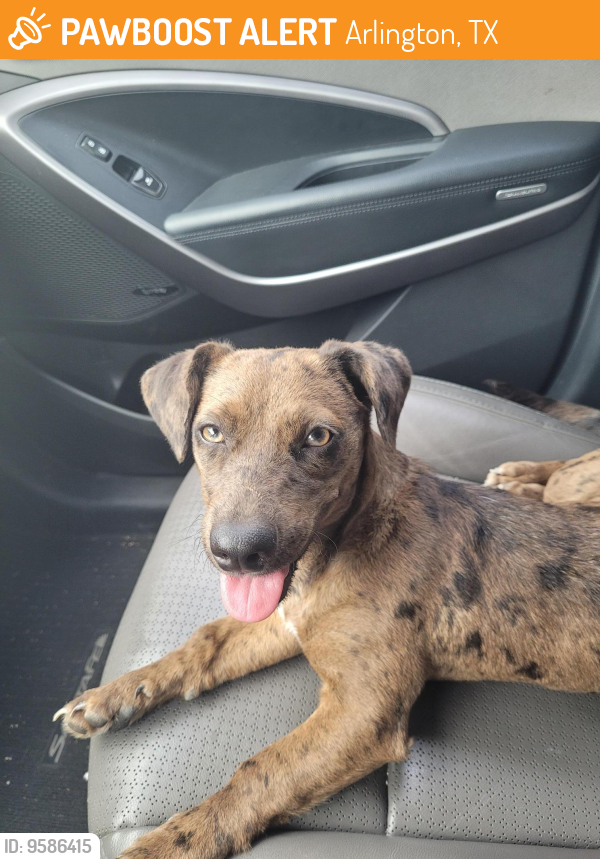 Found/Stray Female Dog last seen Stovall Park, Arlington, TX 76017