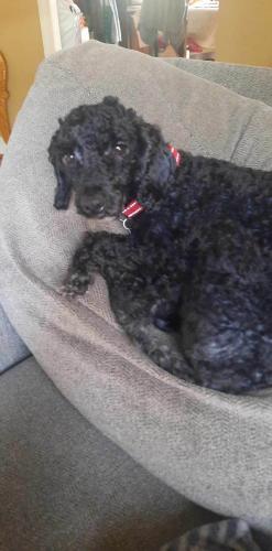 Lost Male Dog last seen Chapel View Dr and Ellicott Rd in Silver Spring, MD, Calverton, MD 20904