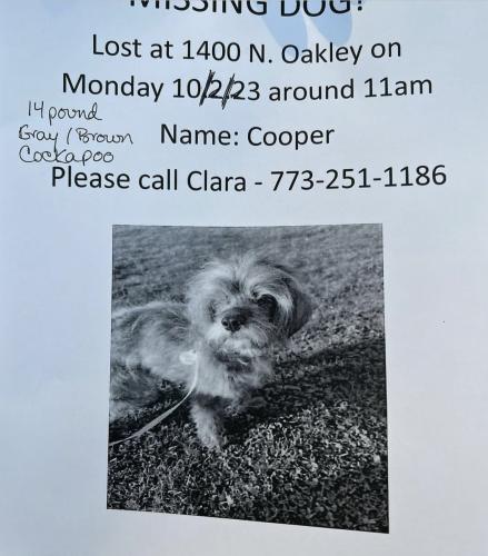 Lost Female Dog last seen Near n Oakley Blvd Chicago , Chicago, IL 60622