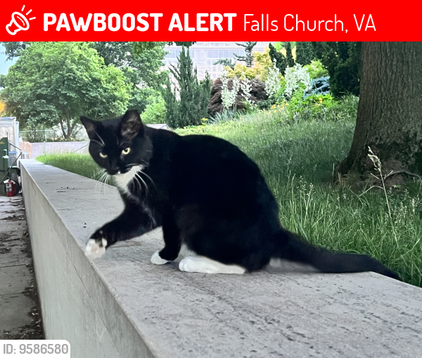 Lost Male Cat last seen Target and DC Taco , Falls Church, VA 22041