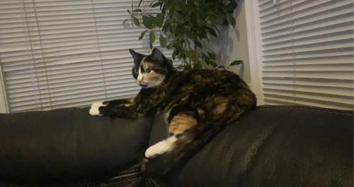 Lost Female Cat last seen Baltimore Ave Route 1, Laurel, MD 20707