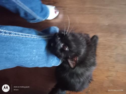 Lost Male Cat last seen Virginia Ave , Parma, OH 44129