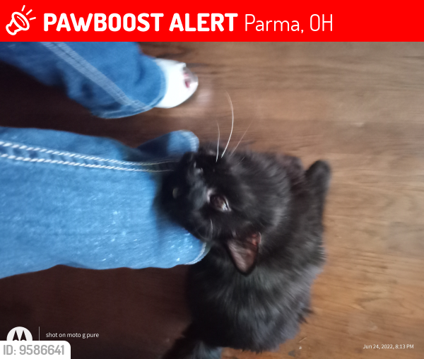 Lost Male Cat last seen Virginia Ave , Parma, OH 44129