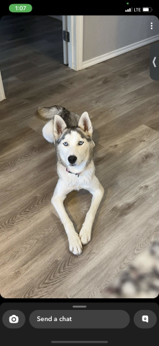 Lost Female Dog last seen Near west side community center on Isleta and Arenal , South Valley, NM 87105